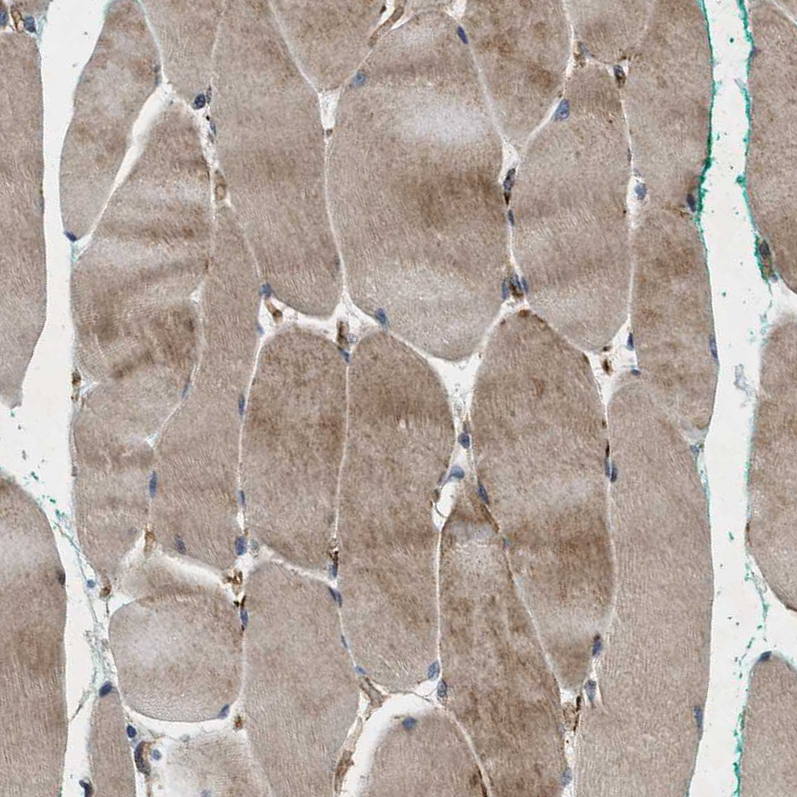 Anti-HSPA12B Antibody