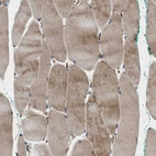 Anti-HSPA12B Antibody