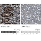 Anti-AFAP1 Antibody