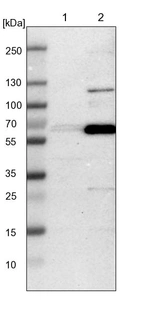 Lane 1: NIH-3T3 cell lysate (Mouse embryonic fibroblast cells)_br/_Lane 2: NBT-II cell lysate (Rat Wistar bladder tumour cells)