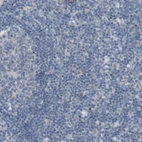 Immunohistochemical staining of human lymph node shows no positivity in lymphoid cells as expected.