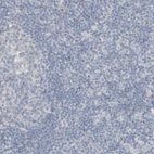 Immunohistochemical staining of human lymph node shows no positivity in lymphoid cells as expected.