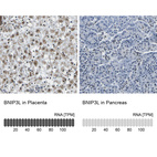 Anti-BNIP3L Antibody