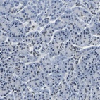 Immunohistochemical staining of human pancreas shows low expression as expected.