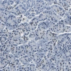 Immunohistochemical staining of human pancreas shows low expression as expected.