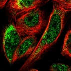 Immunofluorescent staining of human cell line U-2 OS shows localization to nuclear speckles & mitochondria.