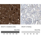 Anti-DCLK1 Antibody