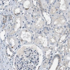 Immunohistochemical staining of human kidney shows low expression as expected.
