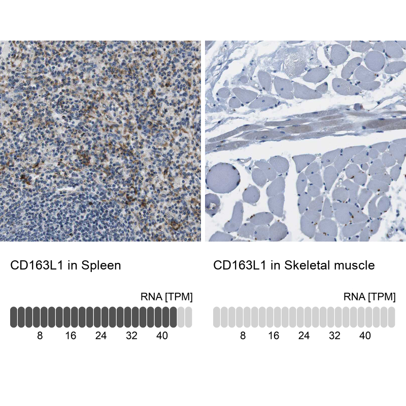 Anti-CD163L1 Antibody