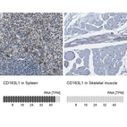 Anti-CD163L1 Antibody
