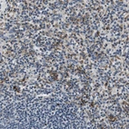 Immunohistochemical staining of human spleen shows strong cytoplasmic positivity in cells in red pulp.