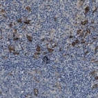 Immunohistochemical staining of human lymph node shows strong cytoplasmic positivity in non - germinal center cells.