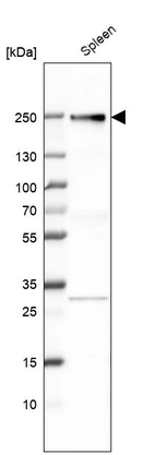 Western blot analysis in human spleen tissue.