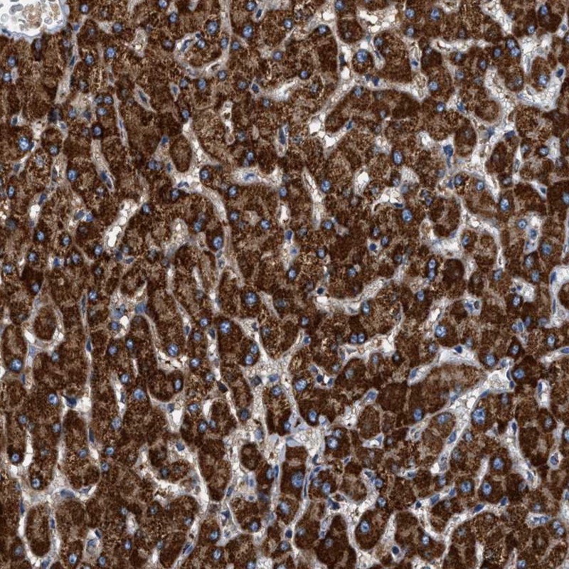 Anti-KCNMB3 Antibody