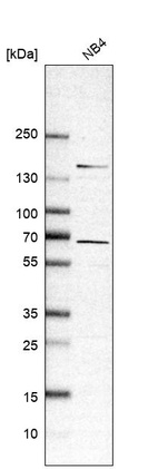 Anti-RASGRP2 Antibody