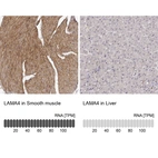 Anti-LAMA4 Antibody