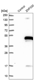 Anti-ZNF330 Antibody