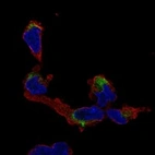 Anti-NMNAT2 Antibody