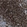 Anti-CD226 Antibody