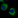 Anti-PDZD8 Antibody