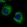 Anti-PDZD8 Antibody