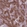 Anti-CD109 Antibody