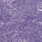 Anti-CD109 Antibody