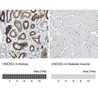 Anti-UNC5CL Antibody