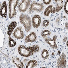 Anti-UNC5CL Antibody