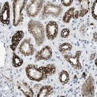 Immunohistochemical staining of human kidney shows high expression.