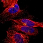 Immunofluorescent staining of human cell line U-251 MG shows localization to centrosome.