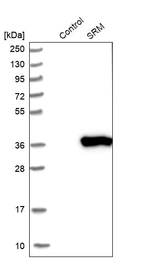 Western blot analysis in control (vector only transfected HEK293T lysate) and SRM over-expression lysate (Co-expressed with a C-terminal myc-DDK tag (~3.1 kDa) in mammalian HEK293T cells, LY418875).