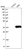 Anti-SRM Antibody