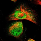 Immunofluorescent staining of human cell line U-251 MG shows localization to nucleoplasm & cytosol.