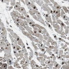 Immunohistochemical staining of human heart muscle shows strong positivity in nuclear membrane in cardiomyocytes.