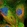 Anti-SLK Antibody