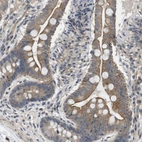 Immunohistochemical staining of human small intestine shows moderate membranous positivity in glandular cells.