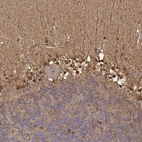 Immunohistochemical staining of human cerebellum shows moderate to strong nuclear and cytoplasmic positivity in glial cells.