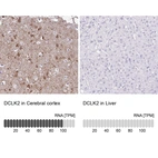 Anti-DCLK2 Antibody