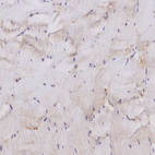 Immunohistochemical staining of human skeletal muscle shows very weak positivity in myocytes.