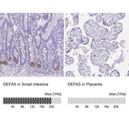 Anti-DEFA5 Antibody