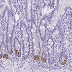 Immunohistochemical staining of human small intestine shows strong cytoplasmic positivity in Paneth cells.
