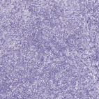 Anti-DEFA5 Antibody