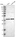 Anti-NDRG4 Antibody
