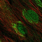 Immunofluorescent staining of human cell line BJ shows localization to nucleus & the Golgi apparatus.