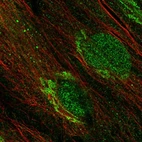 Immunofluorescent staining of human cell line BJ shows localization to nucleus & the Golgi apparatus.