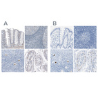 Anti-SALL4 Antibody