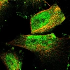 Immunofluorescent staining of human cell line U-251 MG shows localization to nucleoplasm & cytosol.