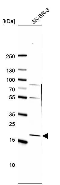 Anti-TMEM125 Antibody