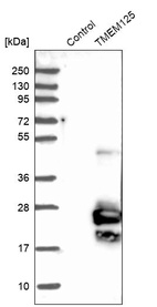 Anti-TMEM125 Antibody
